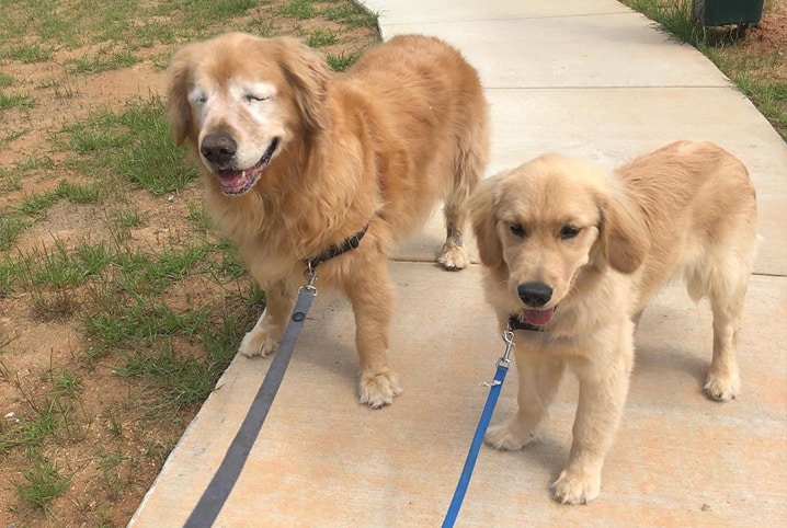 Peludo da raça Golden Retriever ganha seu próprio cão-guia