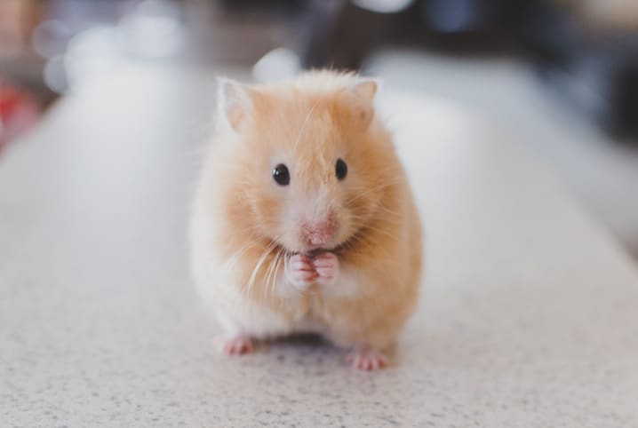 Pequenos roedores: o que fazer quando o pet rói a gaiola