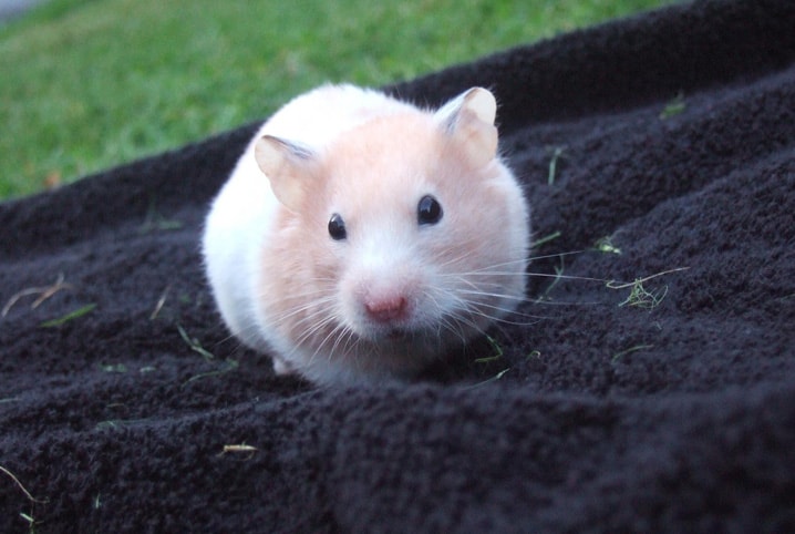 Tumor em hamster: saiba como identificar o problema