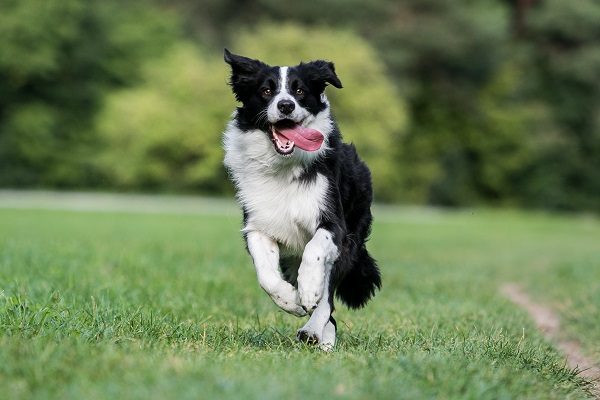 Border Collie – Principais doenças