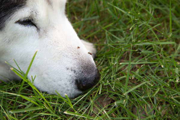 Moscas e mosquitos transmitem doenças para os pets