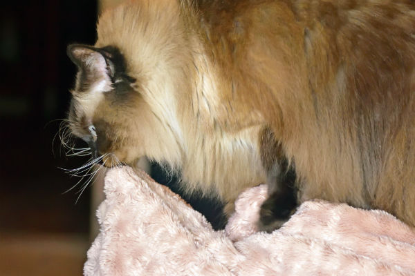 Por que meu gato “mama” no cobertor, edredom ou roupas?