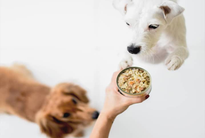 Alimentação natural: como escolher a ração ideal para seu pet?