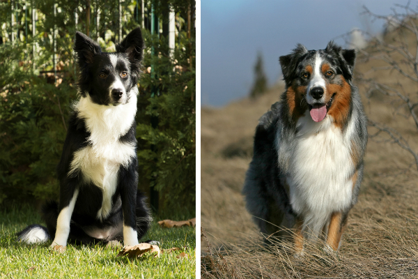 Conheça as diferenças e semelhanças do Border Collie e o Pastor Australiano