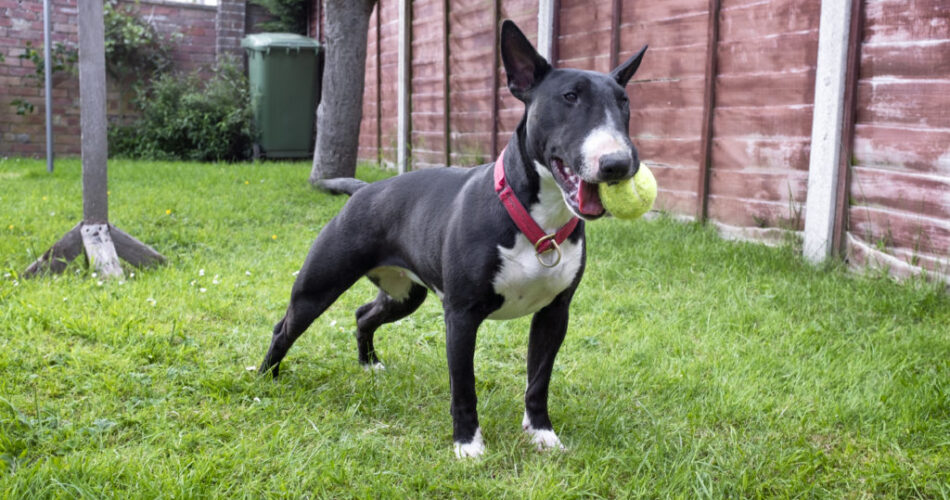 Curiosidades sobre o Bull Terrier