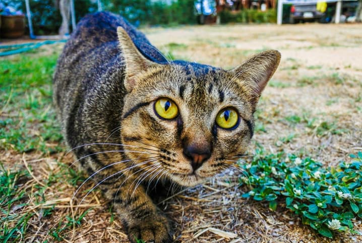 Gatos de raça: conheça suas origens!