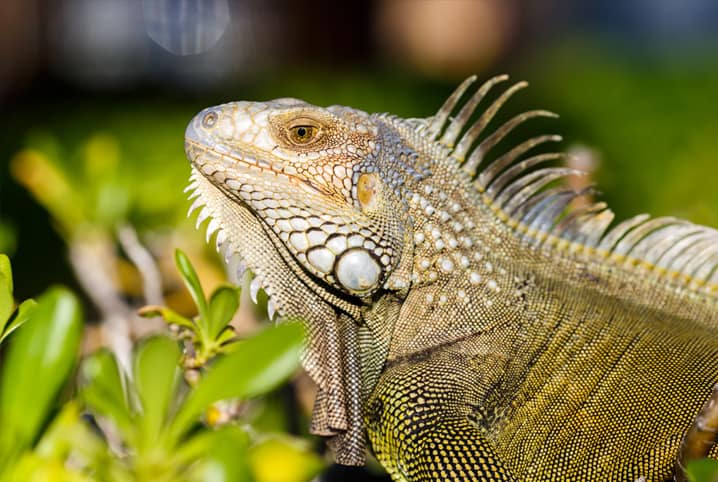 Iguana de estimação: como preparar a casa para sua nova amiga!