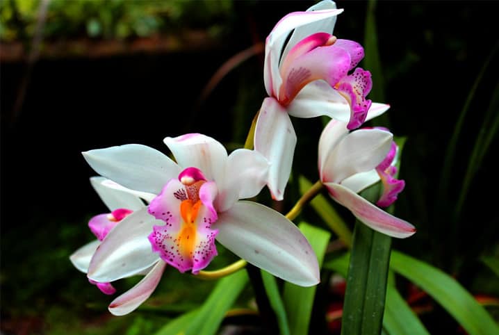 Orquídeas, como cuidar? Dicas para aprender a cultivar essa planta milenar