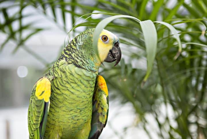 Pássaros brasileiros: conheça as 5 espécies mais famosas!