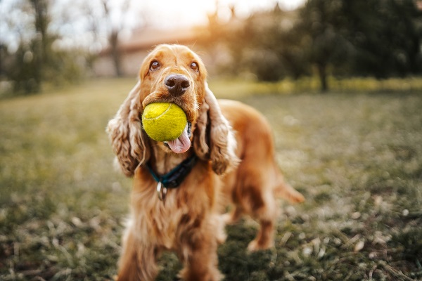 Principais doenças – Cocker Spaniel Inglês