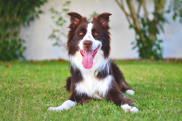 500 ideias de nomes para Border Collie