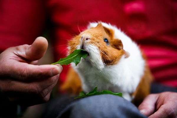 Alimentação do porquinho da índia