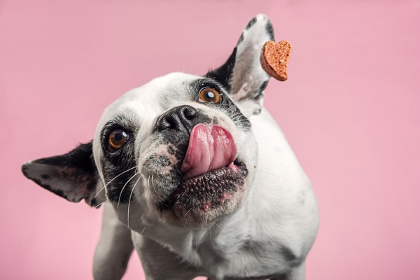 Aprenda uma bela receita de petisco para cachorro!