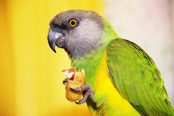 Aves podem comer amendoim?