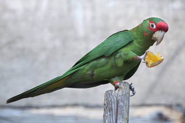 Aves podem comer frutas cítricas?