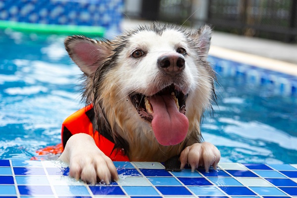 Benefícios da natação para cães