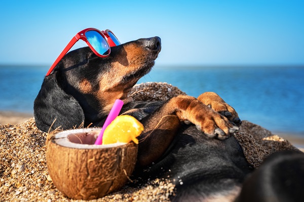 Benefícios do óleo de coco para cachorros