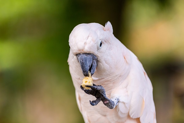 Cinco alimentos proibidos para aves