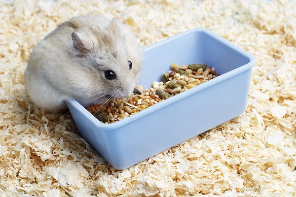 Cinco opções de ração para hamster