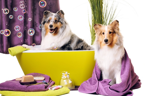 Cinco produtos essenciais para dar banho no seu pet em casa