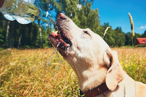 Como manter seu cachorro bem hidratado no verão