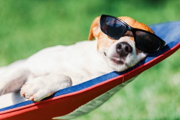 Como prevenir problemas de pele nos pets durante o verão