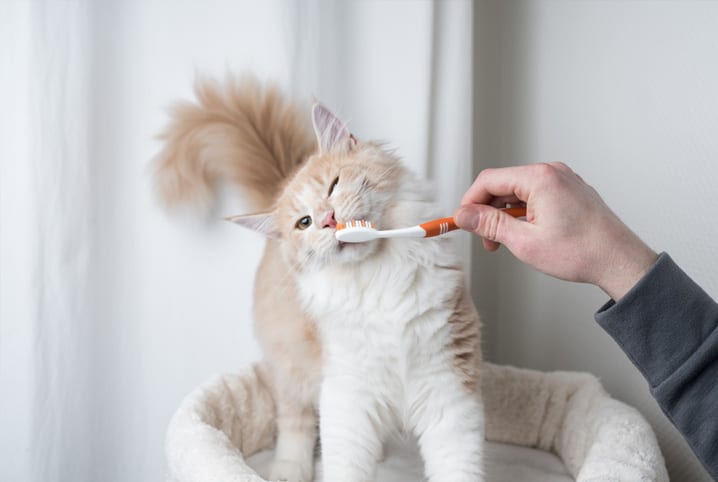 Escovar dente de gato: saiba a importância de uma boa saúde bucal