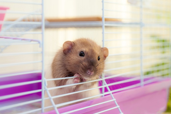 Gaiola para hamster: veja modelos aqui!