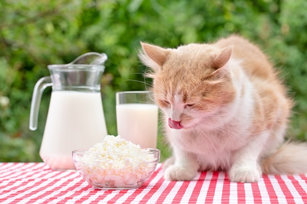 Gato pode comer queijo?