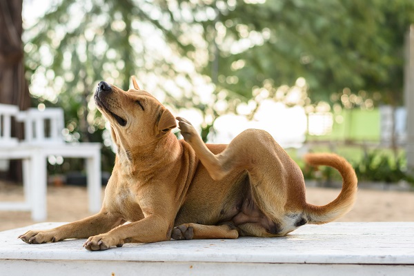 Humanos podem pegar pulgas de pets?