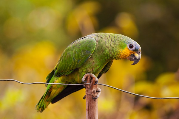 O que um papagaio deve comer?