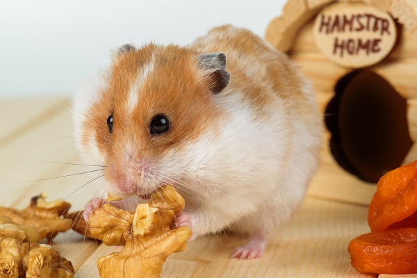 Por que pode acontecer a morte súbita em hamsters?
