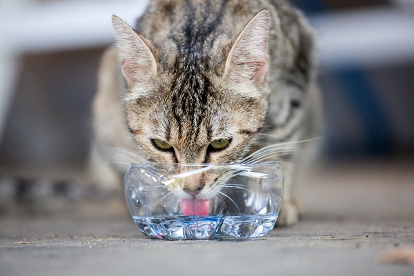 Produtos para refrescar seu gato no calor