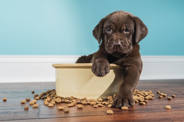 Ração para cachorro filhote: 12 opções pro seu pet