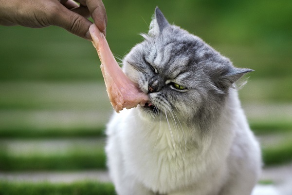 Receita clássica de frango para gatos