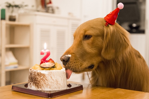 Receita de bolo de aniversário para cachorro