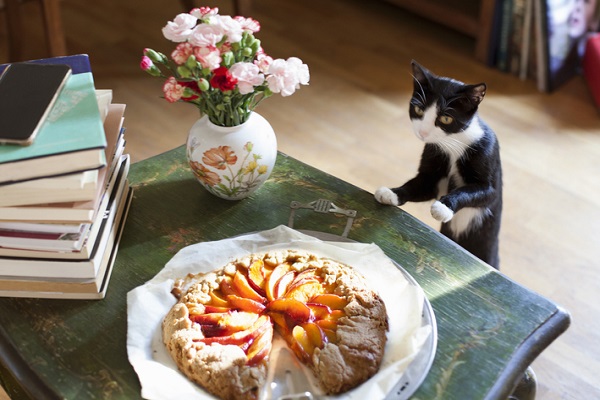 Receita de bolo de frutas para gatos