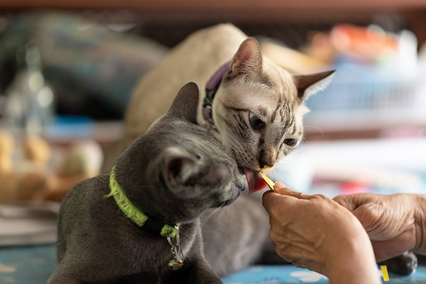 Receita de petisco de frango com catnip para gatos