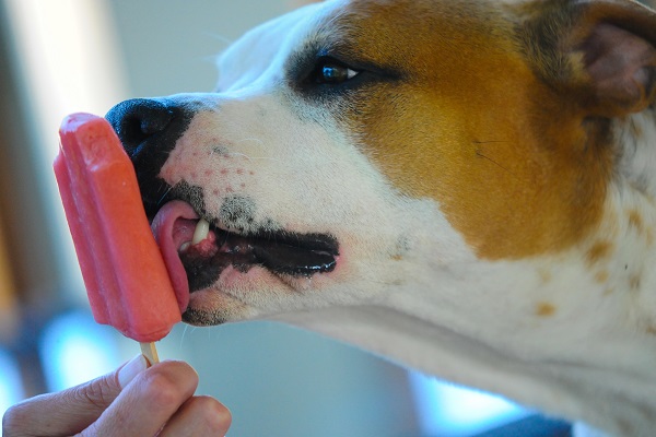 Receita de petisco gelado com iogurte e morango para seu cachorro