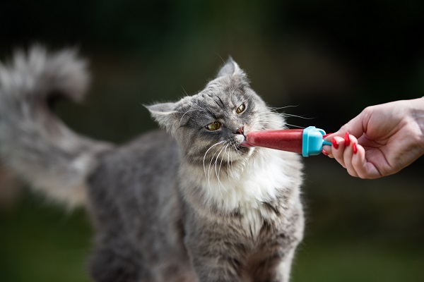 Receita de picolé de frango para gatos