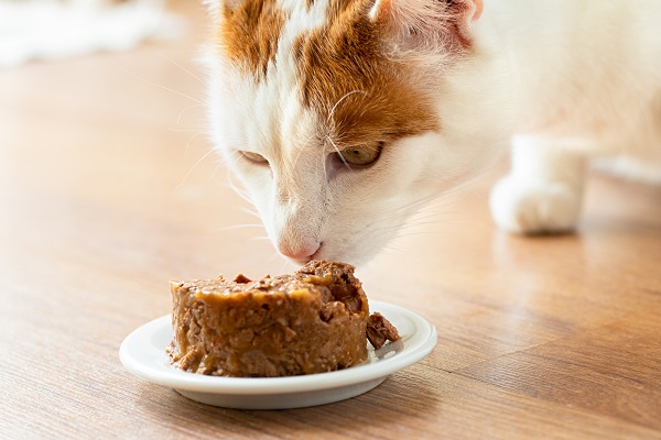 Receita de purê de frango e sardinha com vegetais para gatos