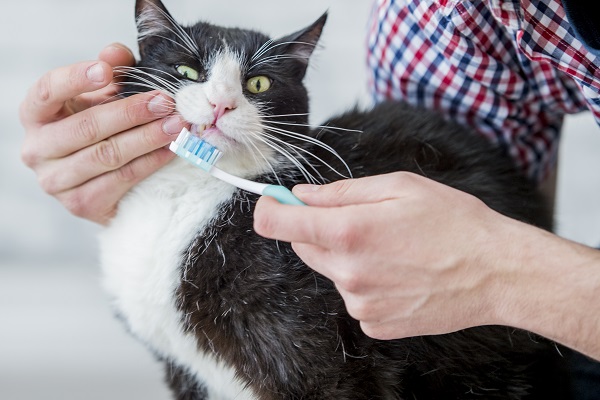 Sete sinais que podem indicar problemas orais em gatos