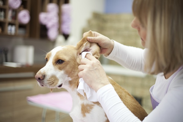 Solução para limpar ouvido de cachorro