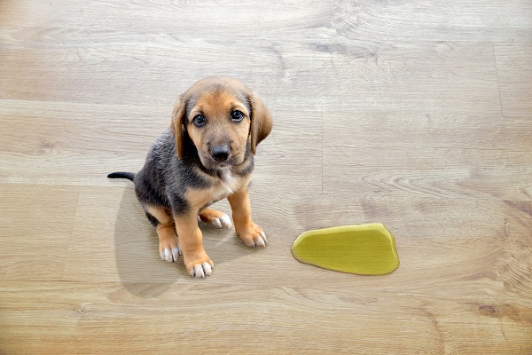 Tablado higiênico para cães