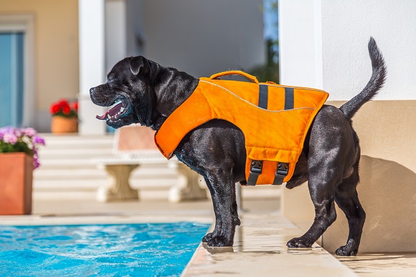 Três cuidados essenciais quando um cachorro está nadando