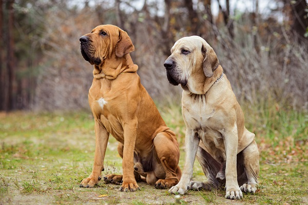 Três fatos para considerar antes de ter um cachorro gigante