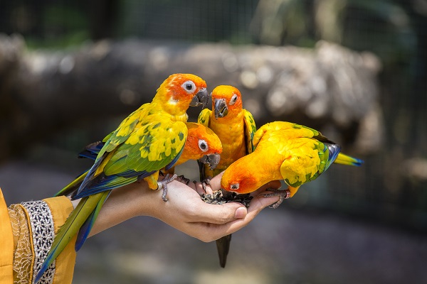 Três mitos sobre a alimentação de aves
