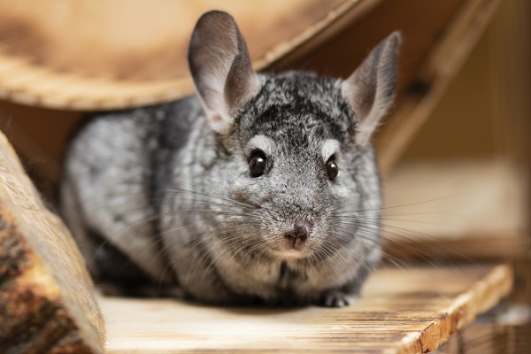 Três sinais de que sua chinchila pode estar doente