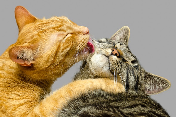 Verdade que os gatos se limpam sozinhos?