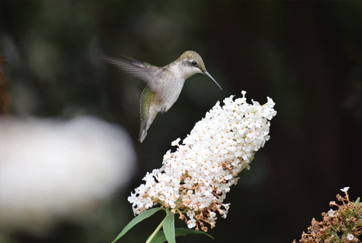 10 curiosidades sobre o beija-flor